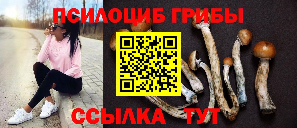 Галлюциногенные грибы Cubensis  Вход с VPN  Зеленогорск 